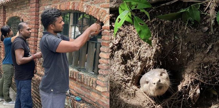 Mind the Gap: NParks Shares Tips on How To Keep Otters Away From Homes, Pet Koi