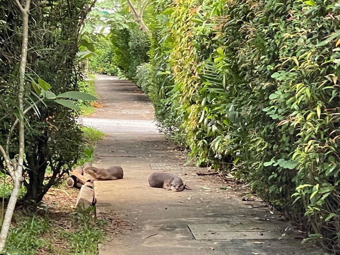 otters away