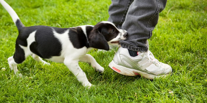 What to Do When Your Child Gets Bit by a Dog