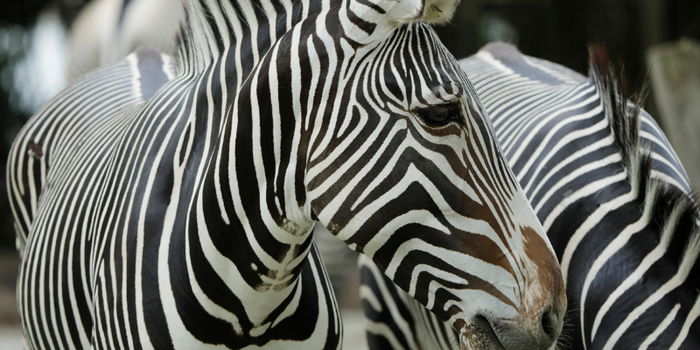 Year-End Festivities in Monochrome at Singapore Zoo, River Wonders and Night Safari