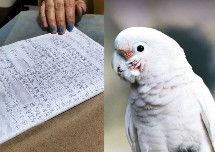 ‘I’m Suffering All Day’: Hougang Resident Keeps Tabs on Neighbour’s Parrots ‘Making Noise’ Every Day