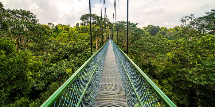 Escape the City and Get Lost at HSBC Tree Top Walk in Singapore