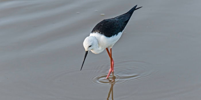 Mind-Blowing Discovery: 21 Rare Pied Stilts Make Unprecedented Landing in Singapore