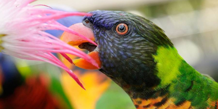 Discover Singapore Bird Park: A Paradise for Nature Enthusiasts