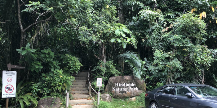 A Family Guide to Bukit Timah Hill & Hindhede Nature Park: Uncover the Natural Wonders This Park