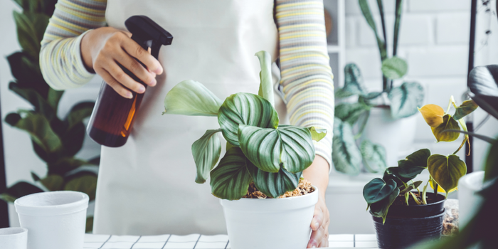 Best Indoor Plants for Busy Mums in Singapore