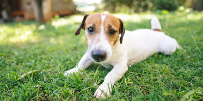 From Strays to Smiles: Singapore's Top 10 Dog Adoption Centres