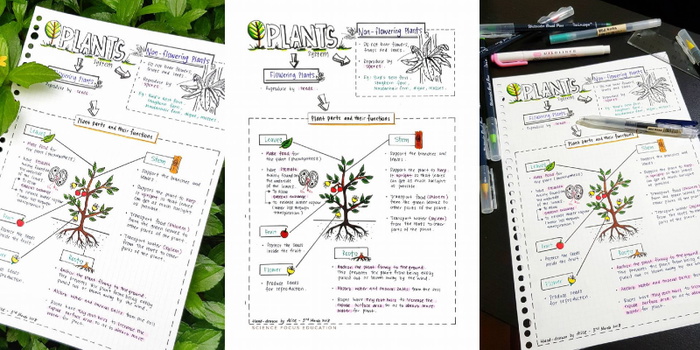PSLE Science Sketch Notes: Your Key to Mastering Science
