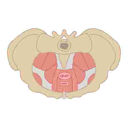 pelvic floor illustration