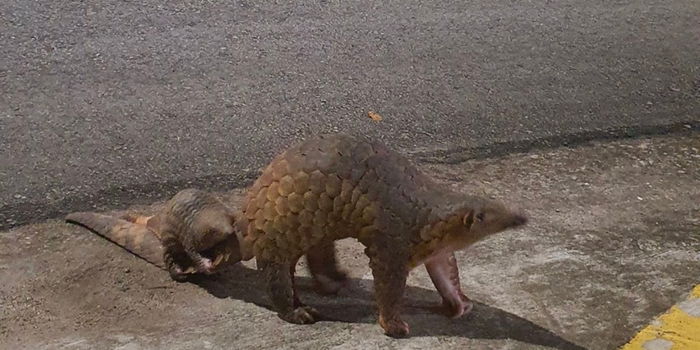Twice the Love: Baby Pangolin Sightings Steal the Show in Yio Chu Kang Area