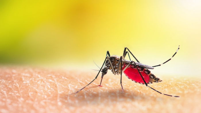 Attention Parents: Dengue Cases in Singapore Double in First Quarter of 2024, Urgent Action Needed!