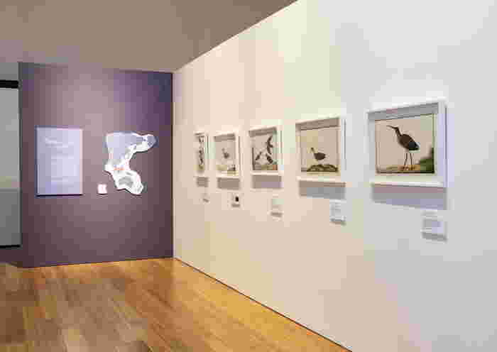 https://sg.theasianparent.com/sg60-list-singapores-treasured-natural-history-drawings-debut-at-the-australian-museum