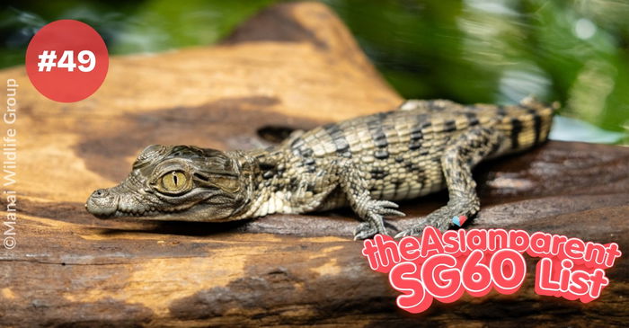 SG60 List: Singapore Zoo Breeds Critically Endangered Philippine Crocodile for the First Time