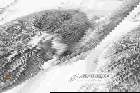 11 bức ảnh nghệ thuật sống động về nhau thai của bé sơ sinh