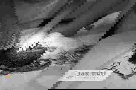 11 bức ảnh nghệ thuật sống động về nhau thai của bé sơ sinh