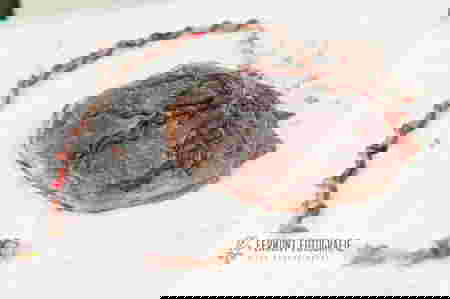 nhau-thai-cua-be-so-sinh