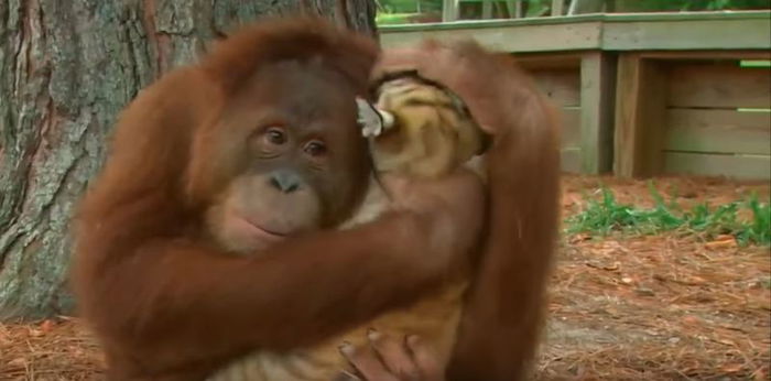 Momen Langka, Mama Orangutan Mengasuh Bayi Harimau