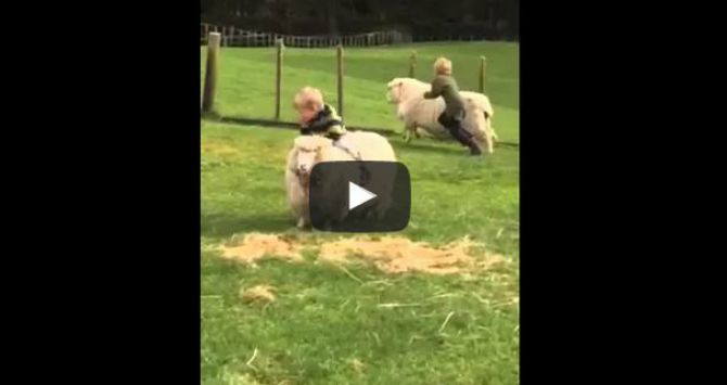 Lucu Banget, Balita Menunggangi Domba