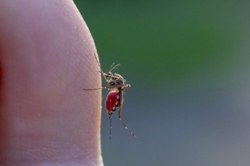 Serba-serbi Virus Zika, Gejala dan Cara Mencegahnya