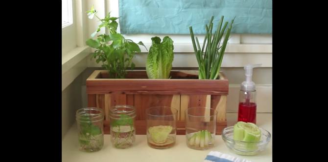 [Video] Cara Praktis Menanam Sayuran di Dalam Rumah, Bunda Harus Coba
