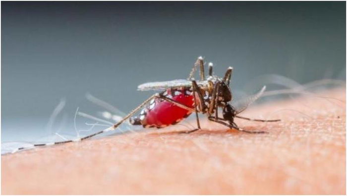 Akhirnya, Vaksin DBD Pertama di Dunia Akan Beredar di Indonesia