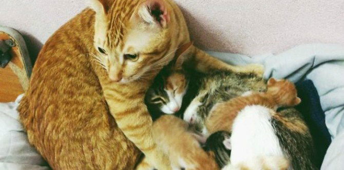 Jadi Suami Siaga Saat Pasangan Melahirkan, Kucing ini Bikin Haru Netizen