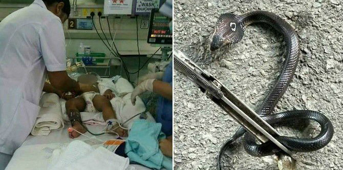 Balita yang sedang tidur ini digigit ular kobra ganas!