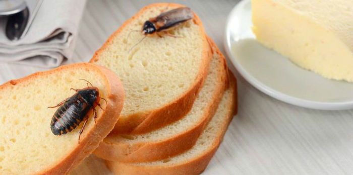 9 Cara Ampuh Mengusir Kecoa yang Ada di Rumah, Bisa Dicoba Parents!