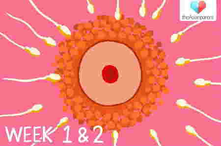 Perkembangan janin 1 minggu