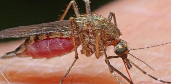 Virus japanese encephalitis diduga mewabah di Bali, waspadai gejalanya pada anak