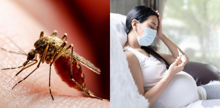 8 Gejala Penyakit Chikungunya pada Ibu Hamil dan Cara Mengatasinya