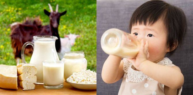 Ingin memberi susu kambing pada anak? Kenali dulu manfaat dan risikonya berikut!