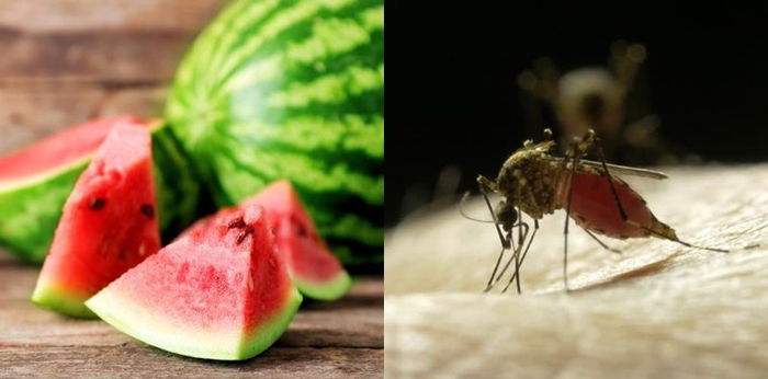 Ingin terhindar dari gigitan nyamuk? Ternyata makanan ini bisa bantu mencegahnya