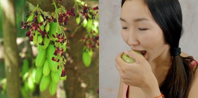 Menurunkan hipertensi hingga mengatasi obesitas, ini 5 manfaat belimbing wuluh