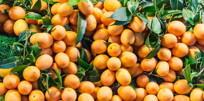 15 Manfaat gandaria, buah yang jarang diketahui tetapi kaya akan nutrisi