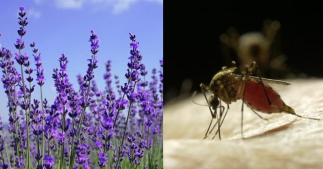 Sangat ampuh! 11 Tanaman ini bisa mengusir nyamuk di rumah