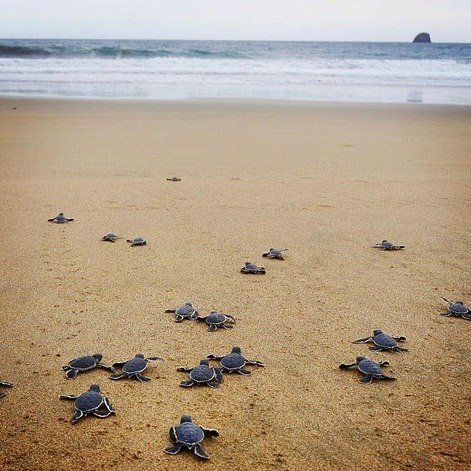 wisata keluarga di Banyuwangi