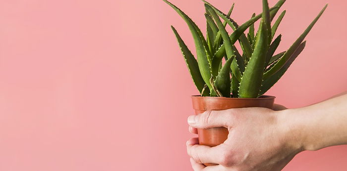 Agar Tumbuh Sehat dan Kuat, Ini Cara Menanam dan Merawat Lidah Buaya