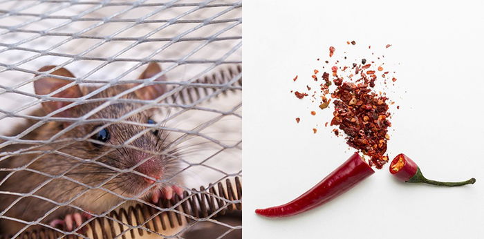 21 Cara Ampuh Usir Tikus, Tak Perlu Racun atau Jebakan!