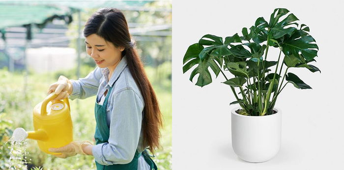 10 Tanaman Hias Ini Cocok untuk Pemula, Pilih yang Mana?