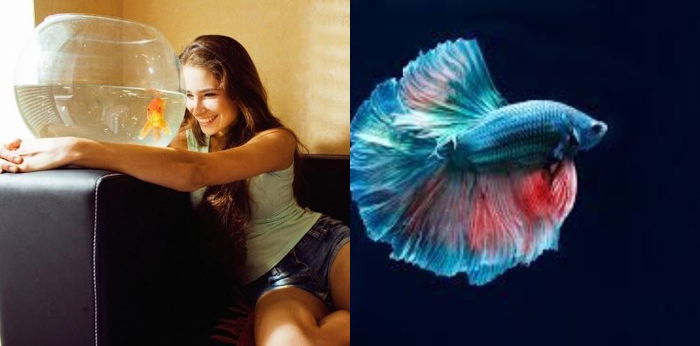 11 Jenis Ikan Cupang Hias Ini Cocok untuk Pemula,  Bikin Jatuh Cinta!!