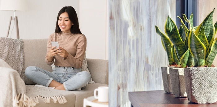 Tak Hanya Percantik Ruangan, 9 Tanaman Hias Ini Bikin Udara Rumah Lebih Segar