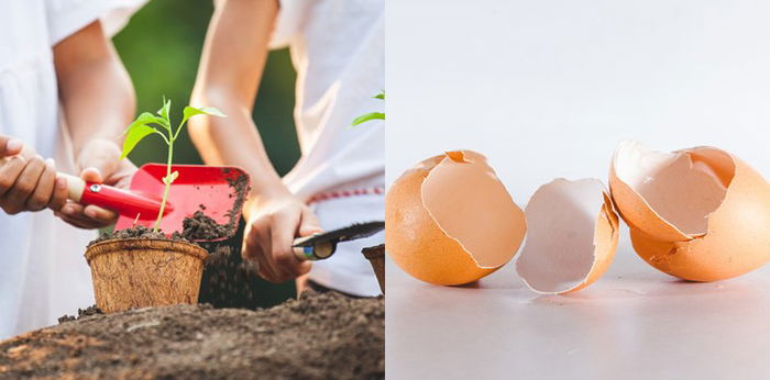 9 Sampah Dapur Ini Bisa Jadi Pupuk Organik, Bikin Tananam Tumbuh Subur