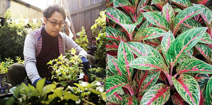 15 Jenis Tanaman Hias Outdoor, Ada Bunga Tabebuya hingga Pakis Jepang