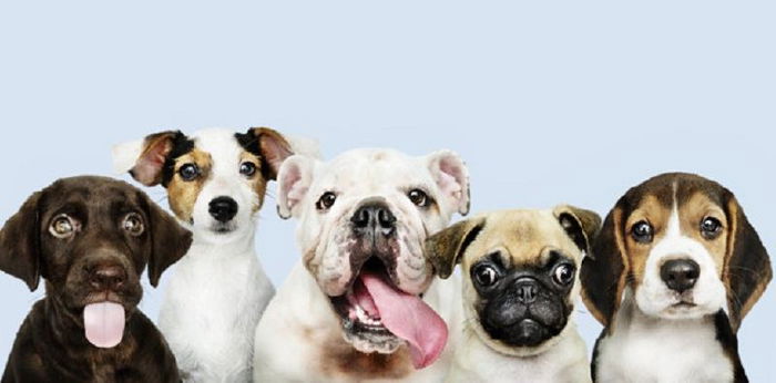 Ingin Memelihara Anjing? Ini 7 Manfaat bagi Kesehatan Tubuh