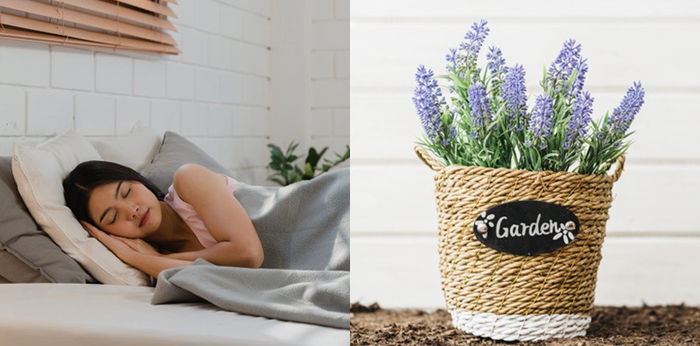 Bantu Tidur Lebih Nyenyak, 7 Tanaman Hias Ini Cocok untuk Kamar Tidur
