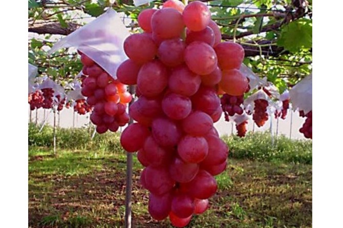 Buah Anggur Ungu