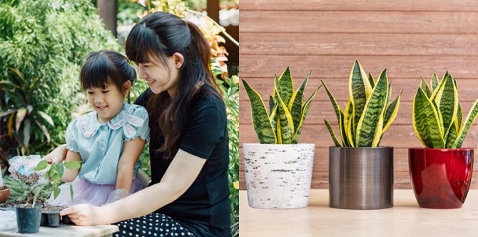 10 Tanaman Hias Daun Paling Populer untuk Koleksi, Ada Pucuk Merah!