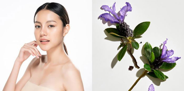 Mengenal Bakuchiol, Kandungan Skincare yang Sedang Populer Beserta Manfaaatnya