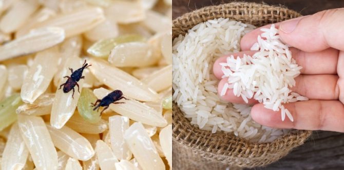 10 Cara Menghilangkan Kutu Beras Menggunakan Bahan Alami di Rumah